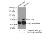 SLC20A2 Antibody in Immunoprecipitation (IP)