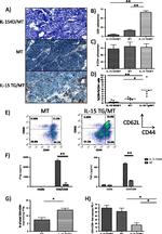 CD28 Antibody in Immunohistochemistry (IHC)