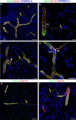 Neural/Glial Antigen 2 (NG2) Antibody in Immunocytochemistry (ICC/IF)