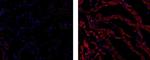 Mouse IgG1 kappa Isotype Control in Immunohistochemistry (Frozen) (IHC (F))