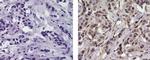 Mouse IgG2b kappa Isotype Control in Immunohistochemistry (Paraffin) (IHC (P))