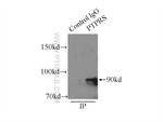 PTPRS Antibody in Immunoprecipitation (IP)