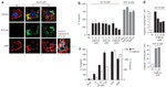 CD107a (LAMP-1) Antibody in Immunocytochemistry (ICC/IF)
