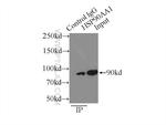 HSP90 Antibody in Immunoprecipitation (IP)
