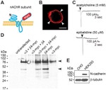 N-cadherin Antibody in Western Blot, Immunocytochemistry (WB, ICC/IF)