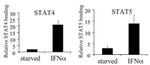 STAT5 beta Antibody in ChIP Assay (ChIP)
