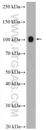 SERCA3 Antibody in Western Blot (WB)