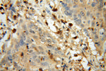 GART Antibody in Immunohistochemistry (Paraffin) (IHC (P))