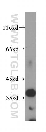 MTG1 Antibody in Western Blot (WB)