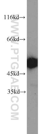 SEPT7 Antibody in Western Blot (WB)