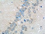 GLRA2 Antibody in Immunohistochemistry (Paraffin) (IHC (P))