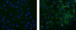 Mouse IgM Isotype Control in Immunocytochemistry (ICC/IF)