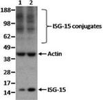 ISG15 Antibody in Western Blot (WB)