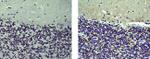 Synaptophysin Antibody in Immunohistochemistry (Paraffin) (IHC (P))