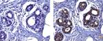 Snail1 Antibody in Immunohistochemistry (Paraffin) (IHC (P))