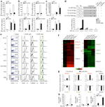 CD119 (IFN gamma Receptor 1) Antibody in Flow Cytometry (Flow)