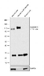 CD66a (CEACAM1) Antibody
