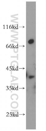 DOK6 Antibody in Western Blot (WB)