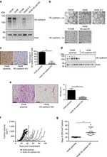 CD144 (VE-cadherin) Antibody in Immunohistochemistry (IHC)