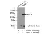 TRIM24 Antibody in Immunoprecipitation (IP)