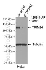 TRIM24 Antibody in Western Blot (WB)