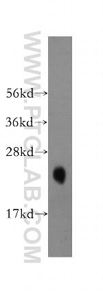 KChIP1 Antibody in Western Blot (WB)