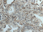 NFAM1 Antibody in Immunohistochemistry (Paraffin) (IHC (P))