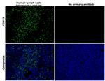 FOXP3 Antibody in Immunohistochemistry (Paraffin) (IHC (P))