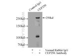 CEP250/CNAP1 Antibody in Immunoprecipitation (IP)