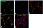 Myogenin Antibody in Immunocytochemistry (ICC/IF)