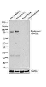 Endomucin Antibody