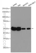 PSMD4 Antibody in Western Blot (WB)