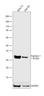 Arginase 1 Antibody in Western Blot (WB)