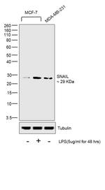 Snail1 Antibody in Western Blot (WB)