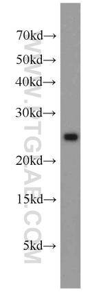 GLO1 Antibody in Western Blot (WB)
