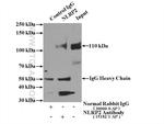 NLRP2 Antibody in Immunoprecipitation (IP)