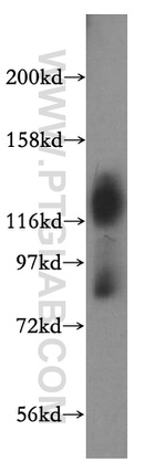 CD98 Antibody in Western Blot (WB)