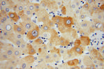 GEMIN8 Antibody in Immunohistochemistry (Paraffin) (IHC (P))