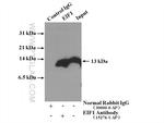 EIF1 Antibody in Immunoprecipitation (IP)