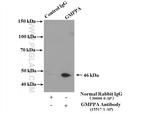 GMPPA Antibody in Immunoprecipitation (IP)