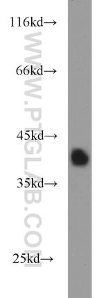 PRSS8 Antibody in Western Blot (WB)