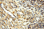 MRPL11 Antibody in Immunohistochemistry (Paraffin) (IHC (P))