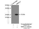 MRPL11 Antibody in Immunoprecipitation (IP)