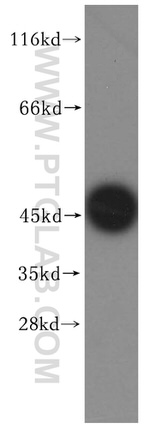 Carboxypeptidase A2 Antibody in Western Blot (WB)