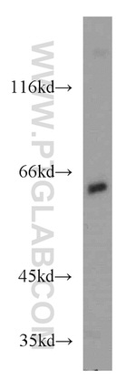 CDC45L Antibody in Western Blot (WB)