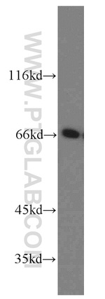 CDC45L Antibody in Western Blot (WB)