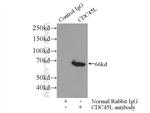 CDC45L Antibody in Immunoprecipitation (IP)