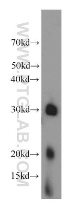 MRPS2 Antibody in Western Blot (WB)