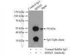 BHMT Antibody in Immunoprecipitation (IP)