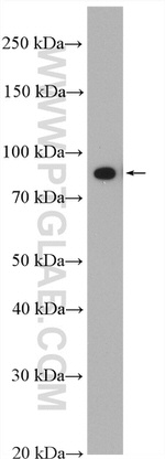 P3H3 Antibody in Western Blot (WB)
